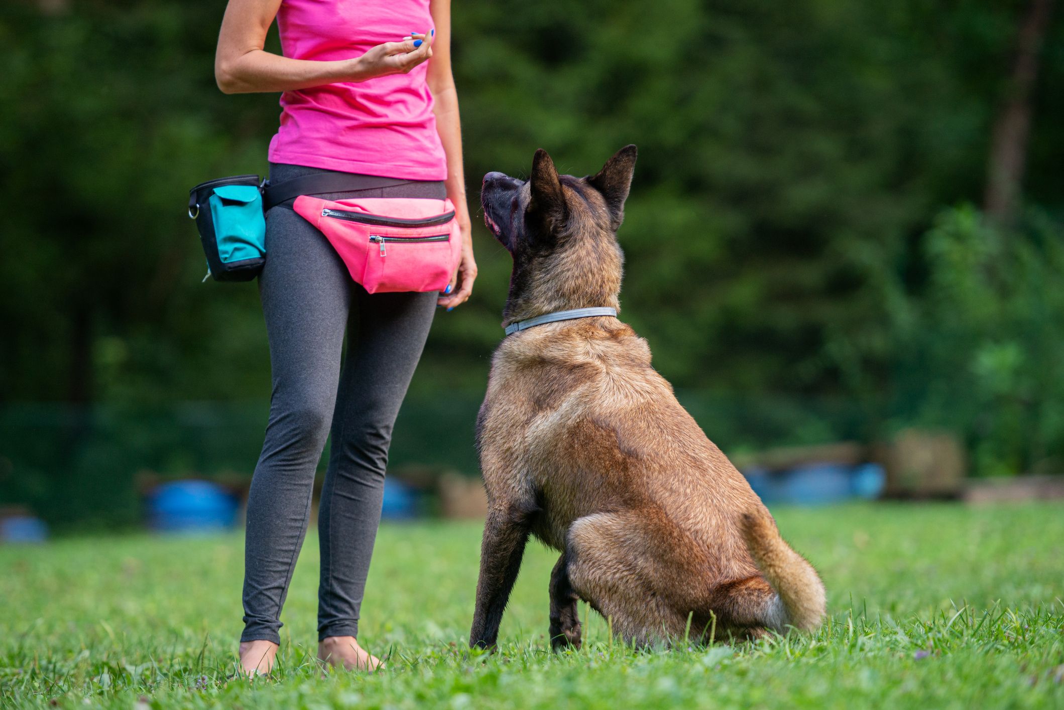  Should You Send Your Dog to a Board and Train “Dog Boot Camp”? - Whole Illustration 