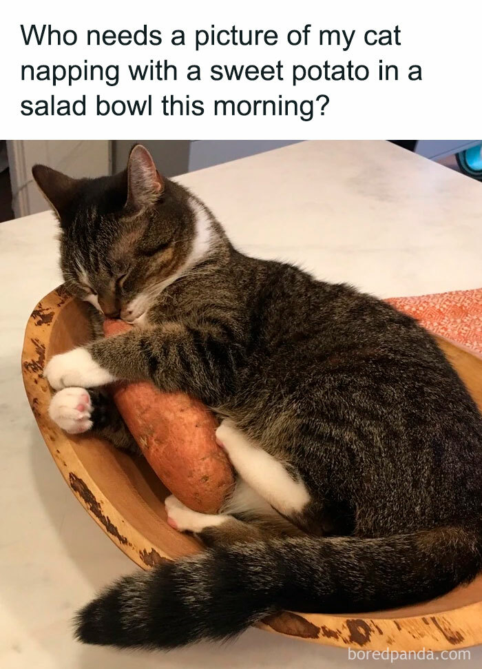 Photogenic Cat Memes After Grumpy Cat, What Memes Deserve The