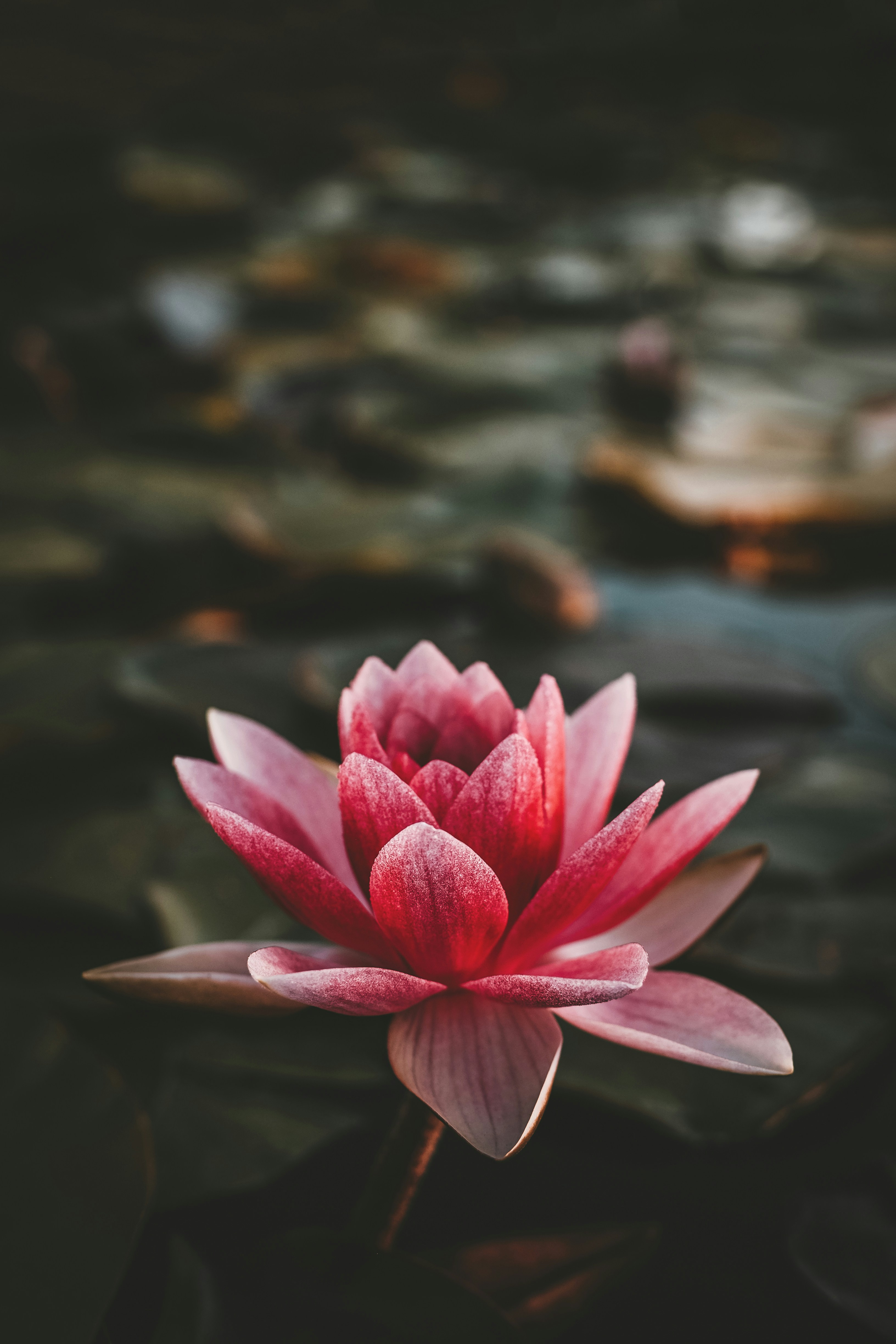 500+ Flower Pictures [HD] | Download Free Images on Unsplash