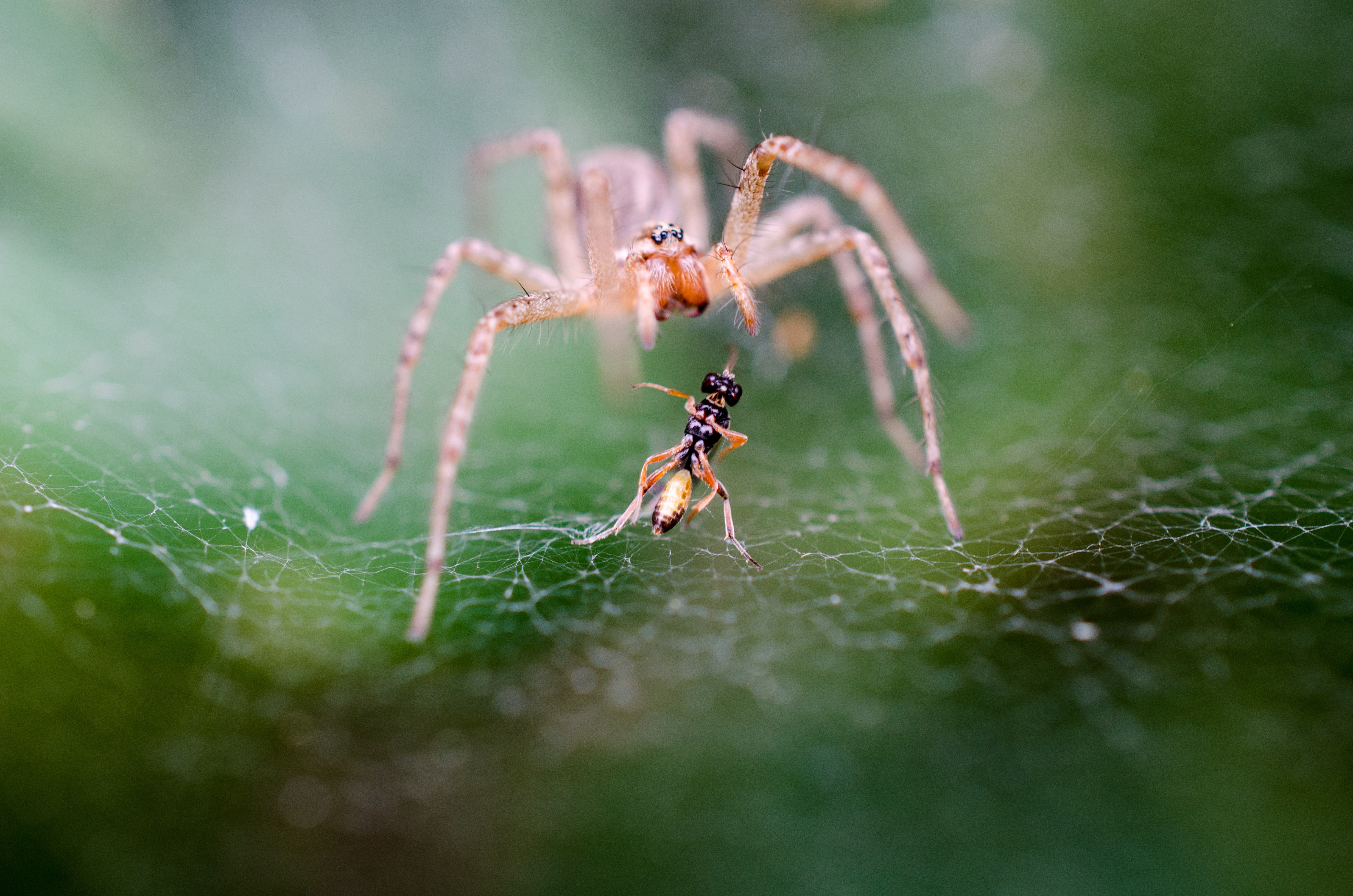 External Arachnid Spider Spider Anatomy 101: A Look At The Different 