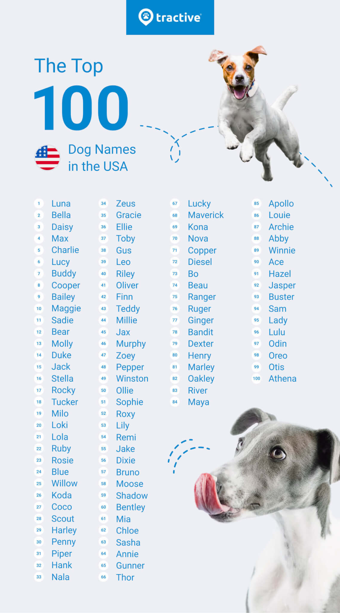  Foto zu 100 Most Common Dog Names 